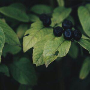 Aronia